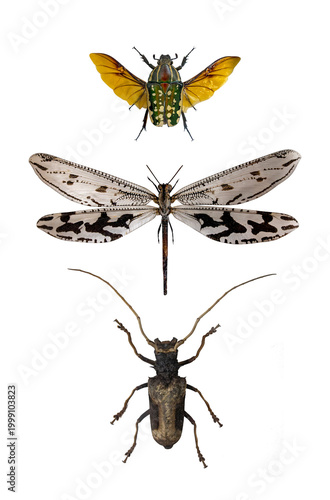 flower chafer  spotted flower beetle, owlfly Ascalaphidae i longhorn beetle Cerambycidae specimen collection isolated