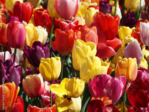 Frühlingseinzug auf den Tulpenfeldern