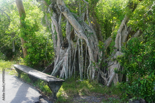 Φωτογραφία Ficus tree, bench, everglades national park, anhinga trail, rest area, florida,