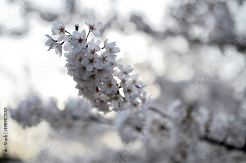 Lithuanian cherry blossoms