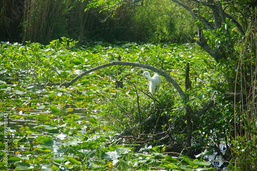 Tableau sur toile heron, white heron, everglades national park, March 2026, florida, vacation wild