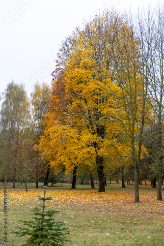 Foto tall maple with yellow foliage and other deciduous trees with yellow and green f
