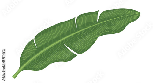 Detailed illustration of a large vibrant green banana leaf with visible veins and textures for tropical and botanical themes.