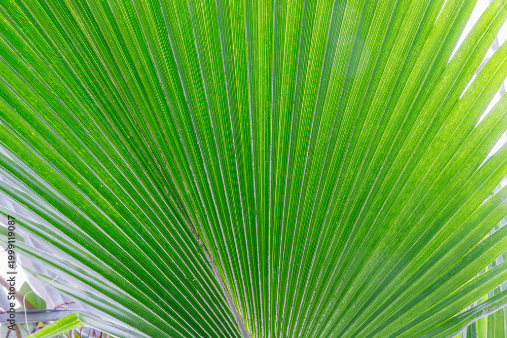 Fototapeta premium Close view of a palm leaf displaying detailed lines and textures in a garden setting during daytime