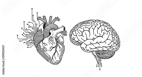 Heart and Brain Anatomy Illustration.