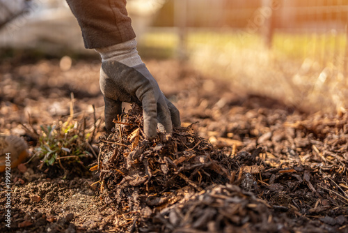 A gardener is spreading bark mulch over a new planting of plants. Mulching a flower bed with bark.