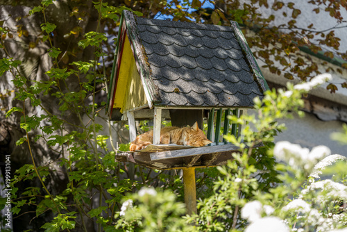 Fotografía Roter Kater schläft im Vogelhaus