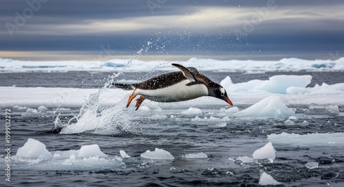 penguin in antarctica