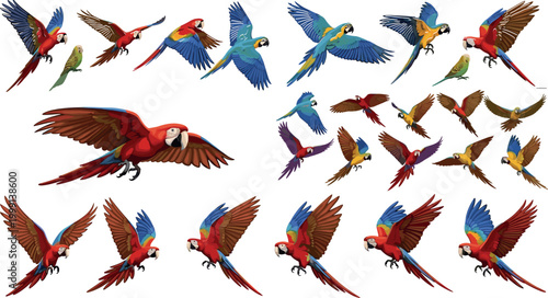 Flying parrot macaw set colorful tropical birds in motion vector illustration collection exotic avian wings spread isolated design pack