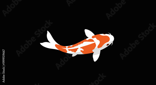 Koi Fish Orange White Swimming.