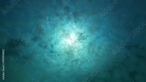 View from bellow of big cluster of moon jellyfish floating beneath water's surface against blue sky and bright sun, backlit by sunrays. Mass of medusas drifting through sea in sunshine, bottom view
