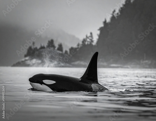 Orca