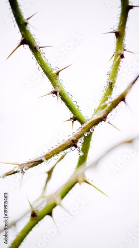 Green thorny branch with water droplets