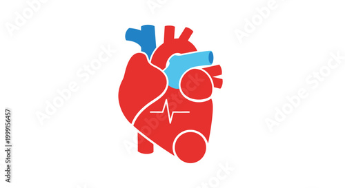 Human Heart Anatomy Illustration.