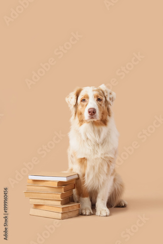 Cute Australian Shepherd do...