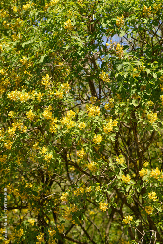 Fotografie Dalmatian laburnum shrub with yellow flowers - Latin name - Petteria ramentacea