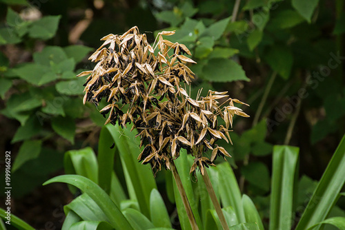 Картината върху платно Brown dried seedpods of a lily of the nile plant - Agapanthus