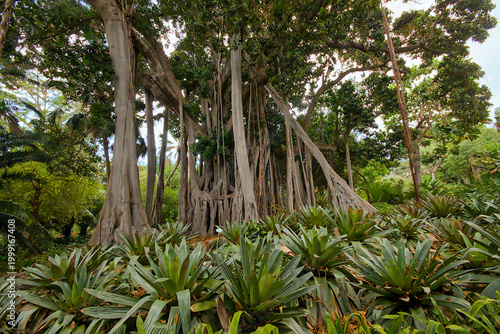 Banyan fig tree with multiple trunks and aerial roots in the botanical garden of Puerto de la Cruz, Tenerife, Canary islands, Spain 