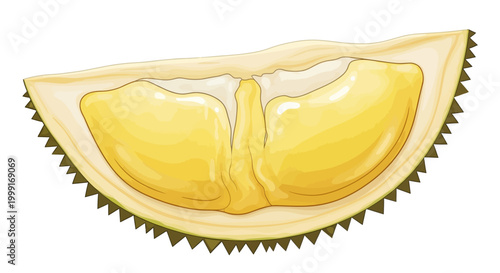 A detailed vector illustration of a halved durian fruit, rendered in a hand-drawn style with spiky skin and creamy yellow flesh, set against a clean white background that highlights