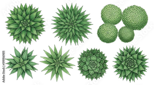 Set of various green succulent plants top view