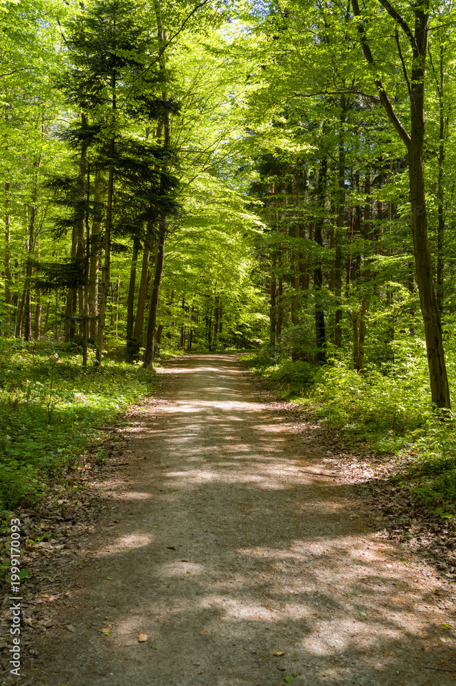 Fototapeta premium Sunlit path through lush green forest.