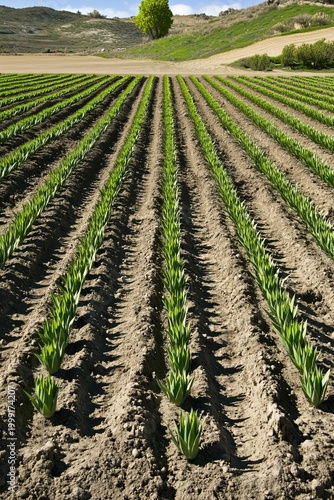 Rows of green plants grow in a field with hills and a tree in the background during a sunny day in spring