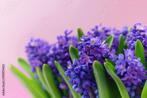 Purple flowers bloom against a soft pink background in a bright scene during springtime