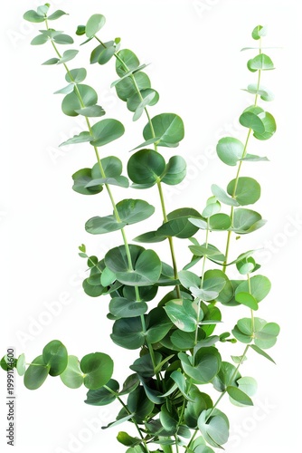 Eucalyptus plant with green leaves placed against a white background during daylight hours in a studio setting