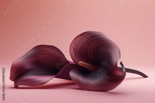 Flower with dark petals rests on a soft pink background