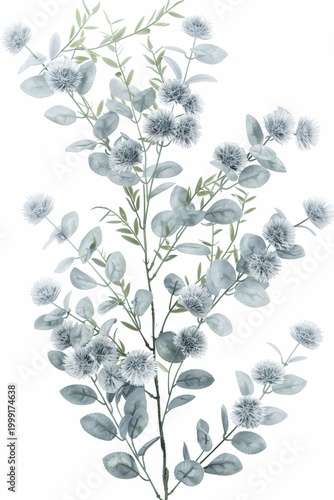 Botanical illustration of soft green leaves and round blue flowers on a light background with simple layout