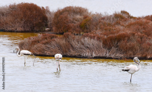 FLAMINGO