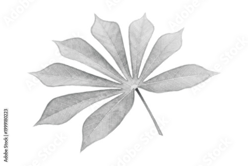 Φωτογραφία Palmate leaf graphic featuring a distinctive halftone dot pattern and stem