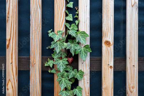 Green ivy plant growing vertically through wooden slat fence with dark backing