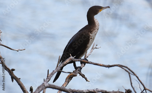 CORMORANT