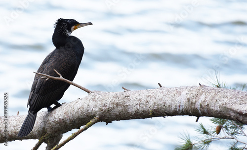 CORMORANT