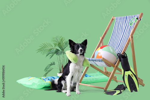 Cute Border Collie dog with...