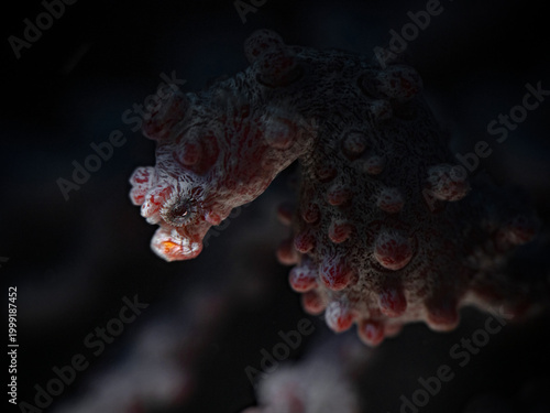 Pygmy Seahorse in the backlight (Hippocampus bargibanti)