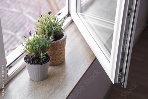 Pots with lavender flowers ...