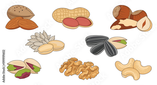 Delicious collection of different edible nuts including almonds, peanuts, hazelnuts, pistachios, walnuts, and salty cashews.