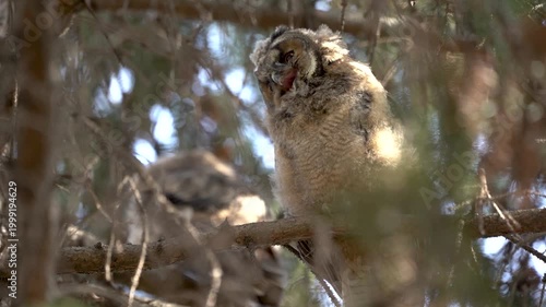 the owl carefully examines everything around, in slow motion