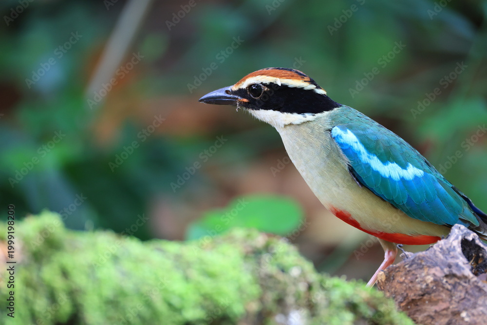 Obraz premium The Fairy Pitta is a rare migratory bird that comes to Thailand to live and forage during the late summer. Thailand