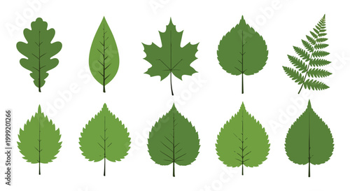 A collection of ten green leaves on white