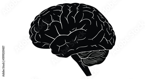 Human Brain Anatomical Side View Illustration for Neurology and Mental Health Concept