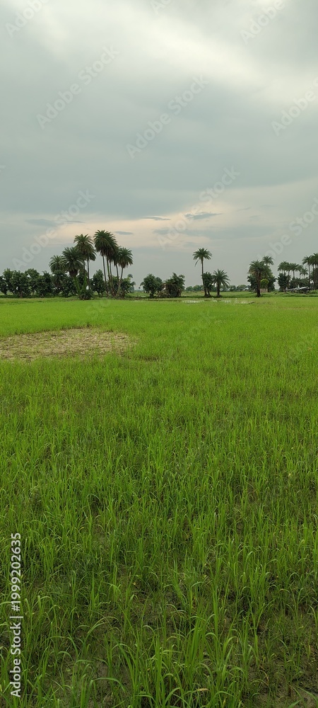 Fototapeta premium green field and blue sky
