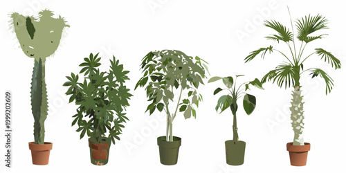 Potted houseplants collection six variants on white background
