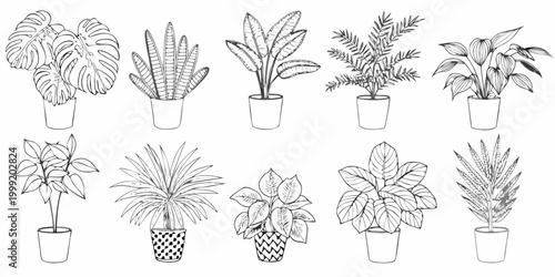 Potted plant collection twelve botanical line drawing variants