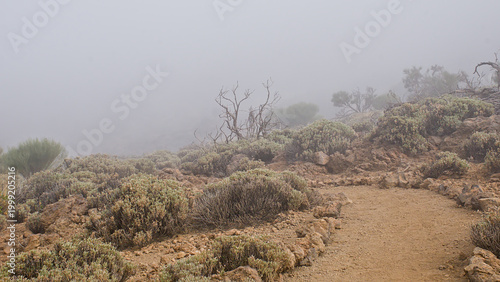 Fotografía hiking trail though misty shrubland in the mountains of Teide national park, Ten