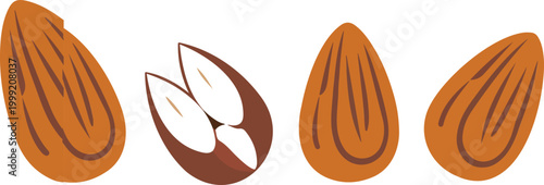 Natural almond illustration set with cracked shell and whole nut showing textured surface in clean isolated vector design