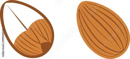 Natural almond illustration set with cracked shell and whole nut showing textured surface in clean isolated vector design