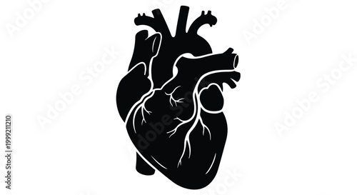 Human Heart Anatomical Illustration for Cardiology and Circulatory Health